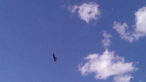 Turkey Vulture photographed in Arizona