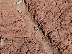 Crotalus oreganus concolor