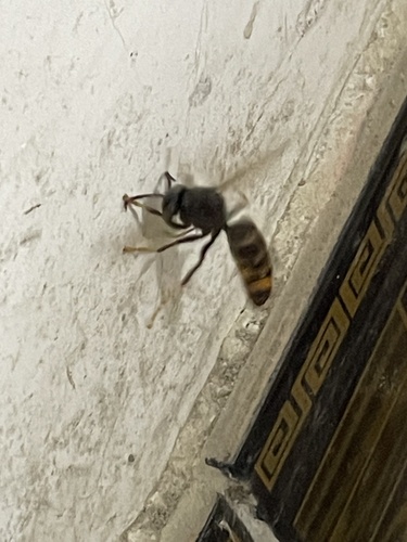 Yellow-legged Hornet
