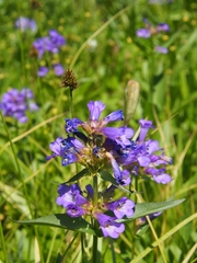Penstemon globosus