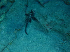 Pareques acuminatus
