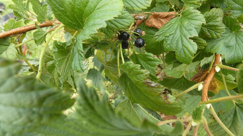 Another photo of Blackcurrant