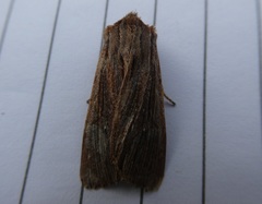 Ichneutica steropastis