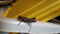 Melanoplus differentialis