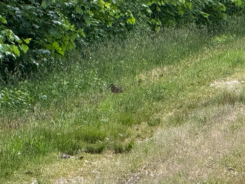 Williamson Ditch Trail