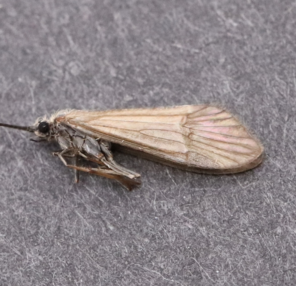Apatania stigmatella