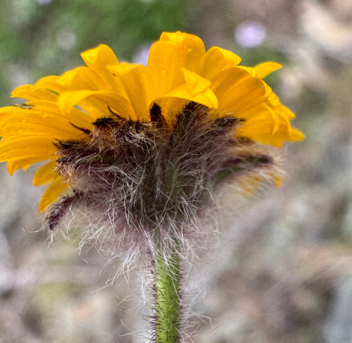 Erigeron aureus