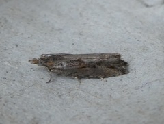 Strepsicrates ejectana