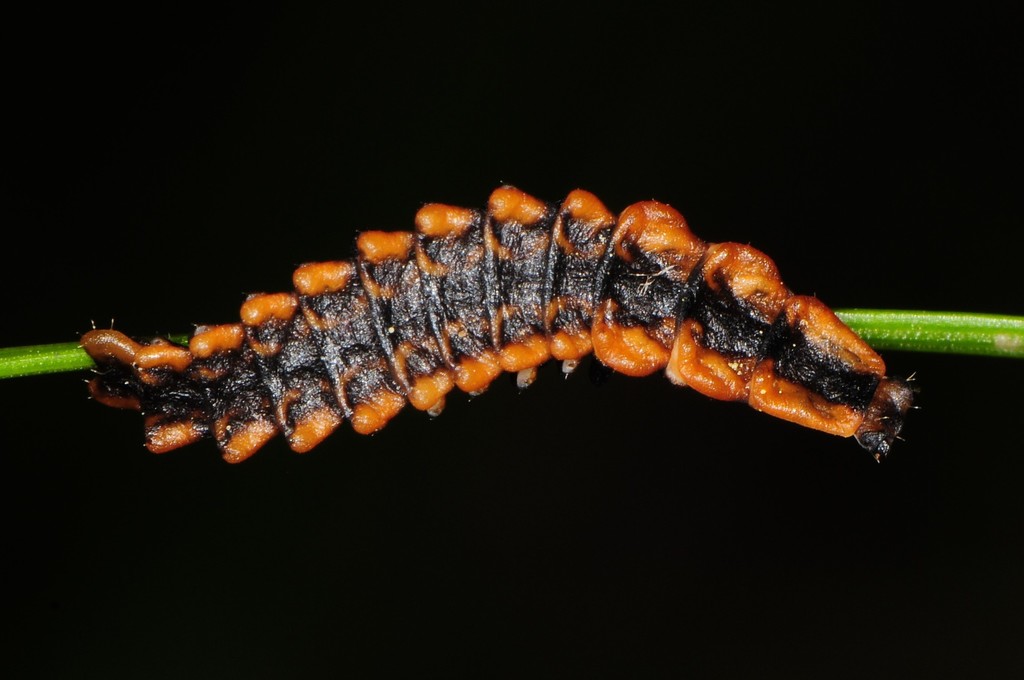 Lyconotus