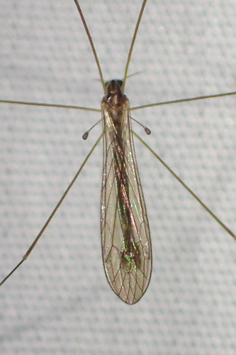 Dicranomyia ypsilon · iNaturalist