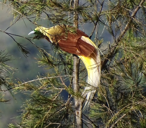 Lesser Bird-of-paradise (Paradisaea minor)