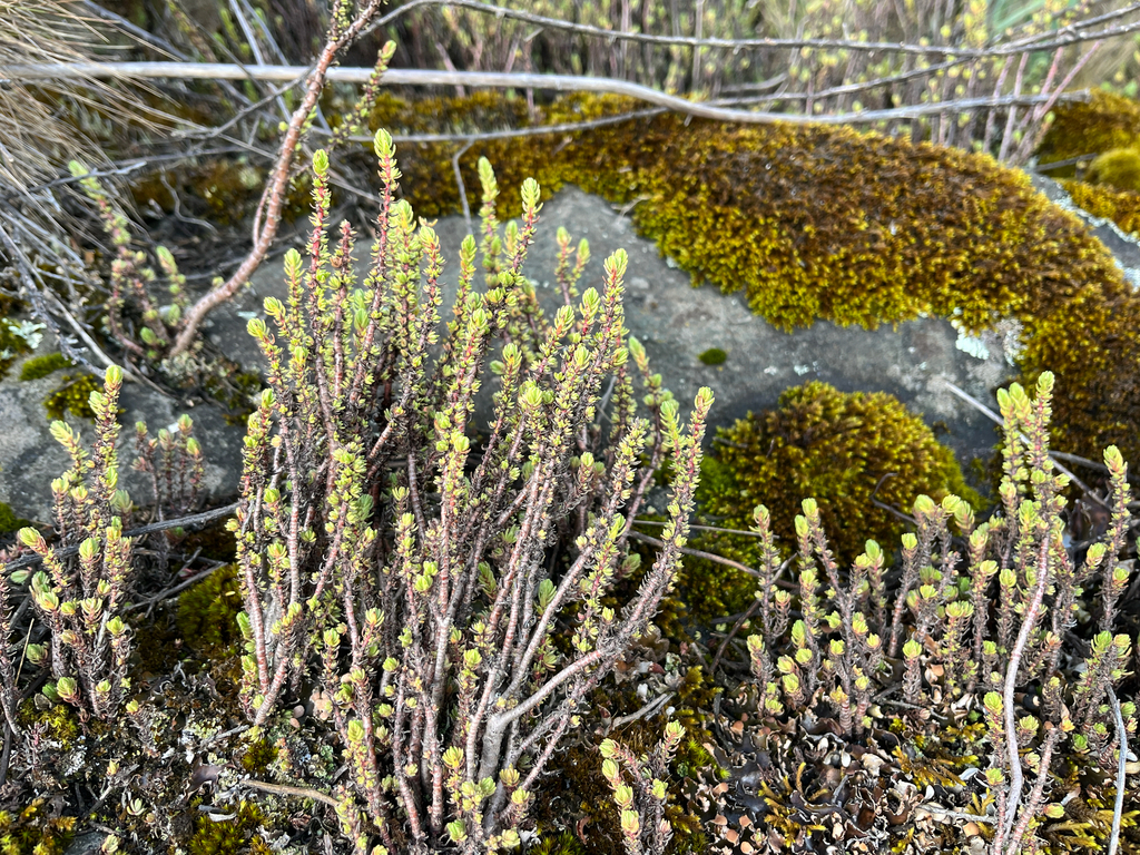 Combesia phyturus (Mildbr.) P.V.Heath