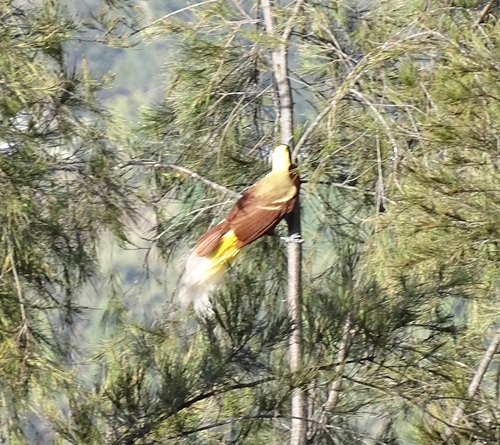 Lesser Bird-of-paradise (Paradisaea minor), photo 2