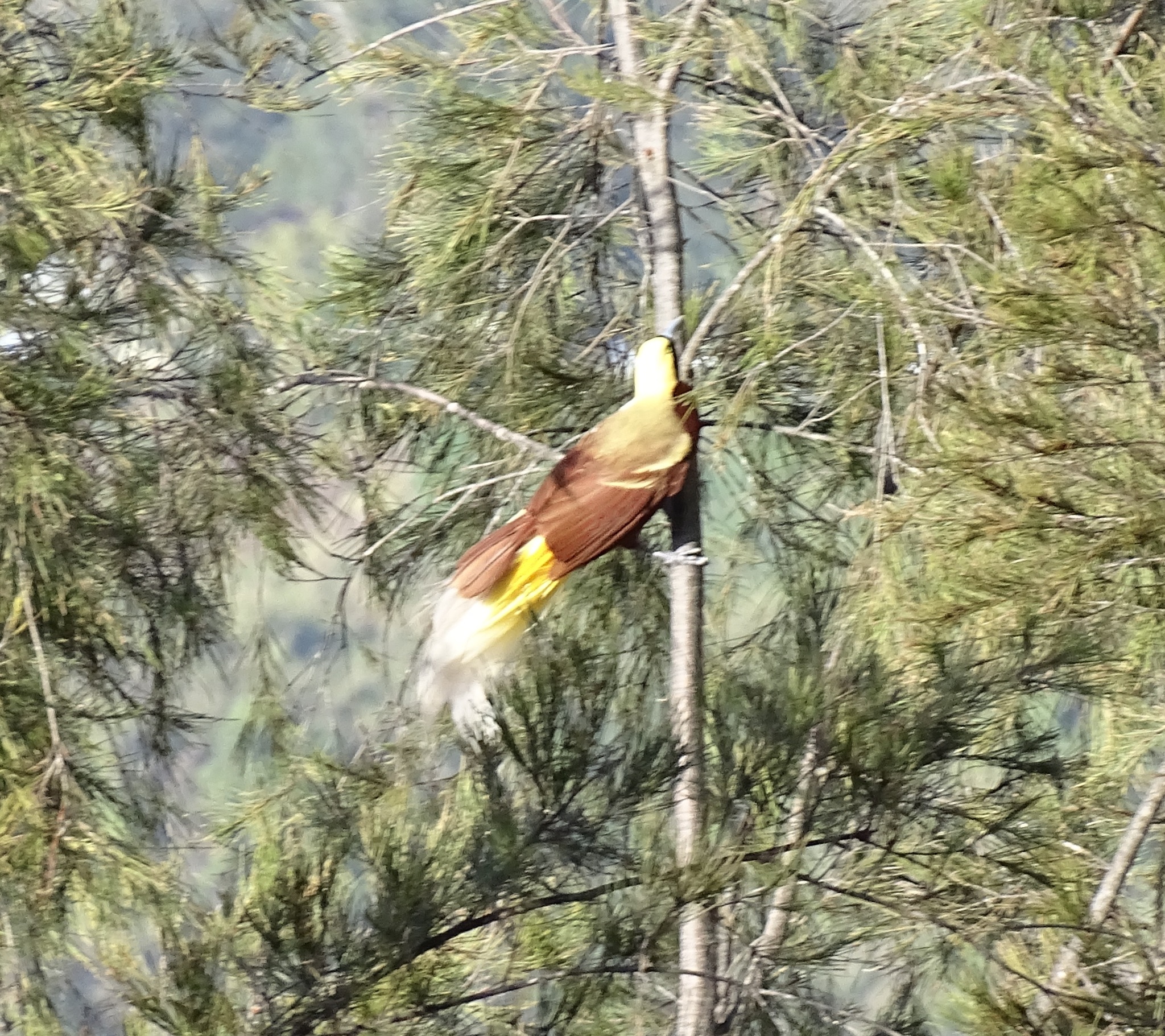 Lesser Bird-of-paradise (Paradisaea minor), photo 2