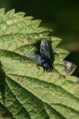 Eudasyphora