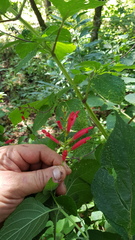 Salvia tubifera