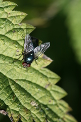 Eudasyphora