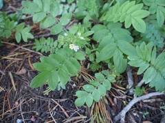 Polemonium californicum