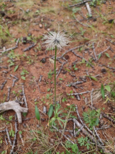 Pulsatilla ambigua, photograph 6