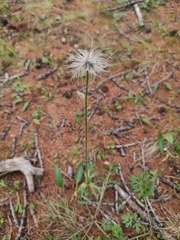 Pulsatilla ambigua, photograph K.P., CC BY, iNaturalist via GBIF