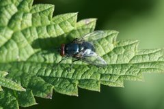 Eudasyphora