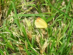 Pyrisitia dina westwoodi