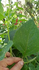 Salvia tubifera