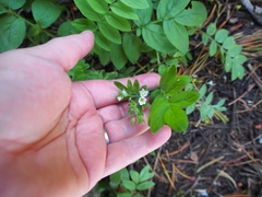 Polemonium californicum
