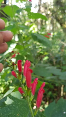 Salvia tubifera