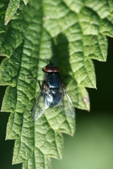 Eudasyphora