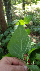 Salvia tubifera