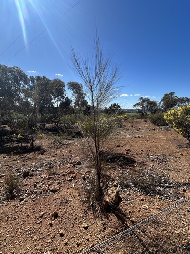 Allocasuarina huegeliana, 2025-08-16