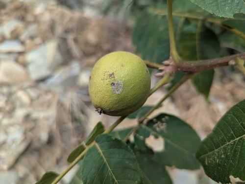 Mexican walnut (Juglans mollis)