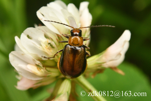 Atrachya menetriesii