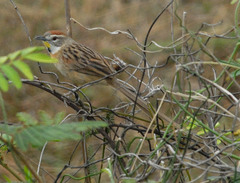 Schoeniophylax phryganophilus