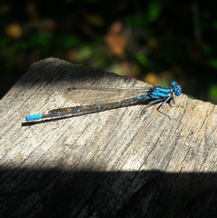 Argia gaumeri