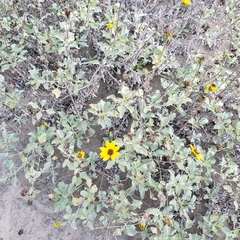 Helianthus niveus