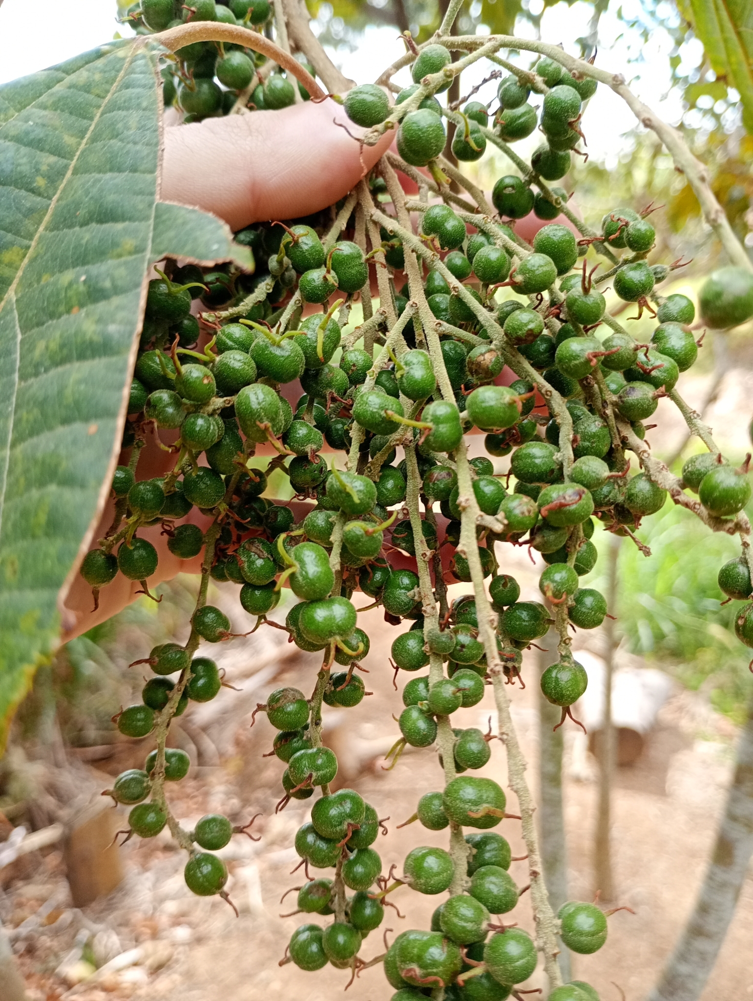 Alchornea glandulosa