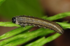 Diprionidae