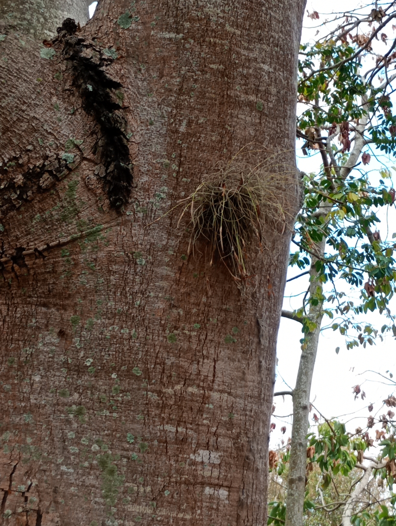 Tillandsia recurvata