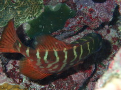 Heteropriacanthus cruentatus