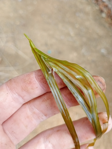 Potamogeton polygonus (Potamogeton polygonus)