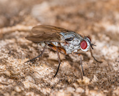 Eustalomyia vittipes