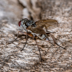 Eustalomyia vittipes