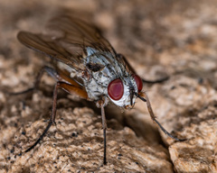 Eustalomyia vittipes