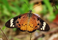 Acraea encedon