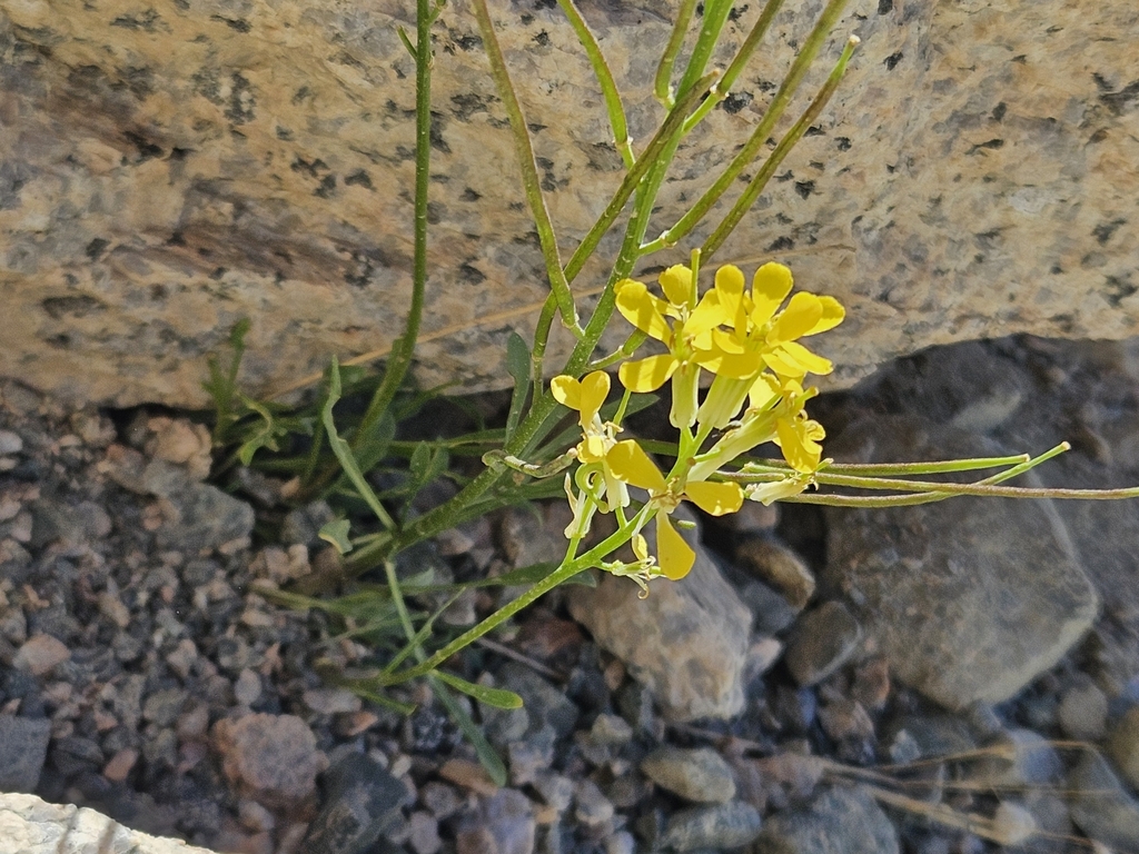 Erysimum perenne; photograph author not stated, no rights reserved