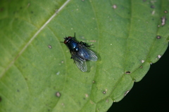 Eudasyphora