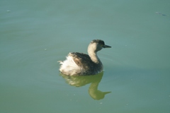 Tachybaptus dominicus