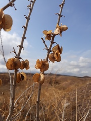 Zygophyllum atriplicoides